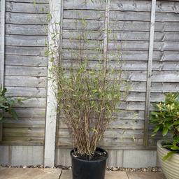 Large dwarf leaf bamboo in approx 30cm diameter pot.
Approximately 5ft tall
Collection only from a B45 8RY postcode
No offers, sorry