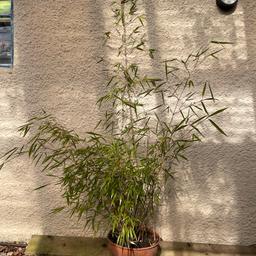 Bamboo plant in 30cm diameter pot
Collection only