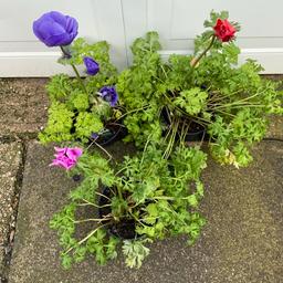 Spring flowering anemone. Gets to 80cm high, by 20cm spread. Ferny like foliage with either blue, pink, or red flowers. Likes full sun or part shade in well drained soil. Die down in summer and come back every spring. Buyer must collect. (£2.75 a 2litre pot)
