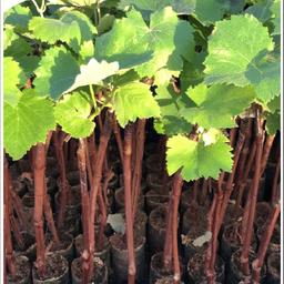 Grape 🍇 🌿Plants Organic 
Can post or deliver 

Last few left red grapes 🍇