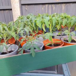Moneymaker tomato plants for sale, home grown, buyer collects, £1-50 each