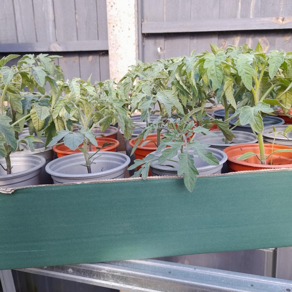 Moneymaker tomato plants for sale, home grown, buyer collects, £1-00 each.
