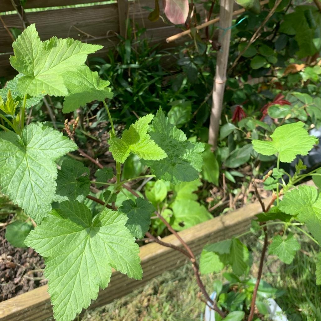 This are really good for garden full of antioxidant blackcurrant giving lots of fruit in summer. Giving lots of fruit in summer.