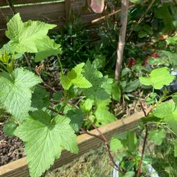This are really good for garden full of antioxidant blackcurrant giving lots of fruit in summer.   Giving lots of fruit in summer.