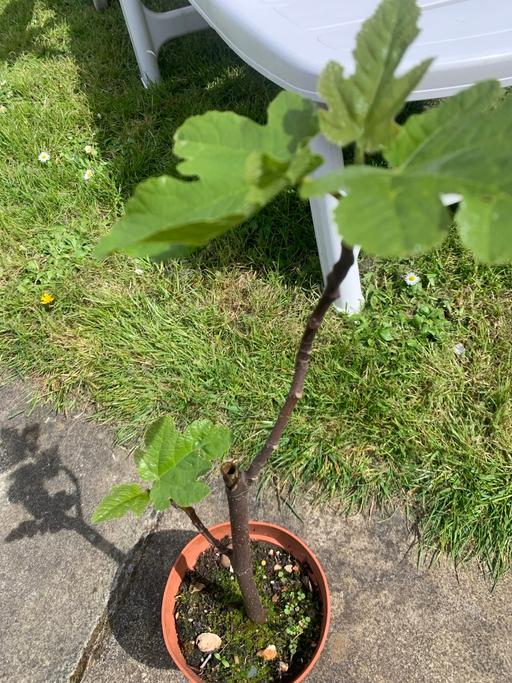 Buy & Sell East London Seven Kings - East London - Photos for Large fig plants