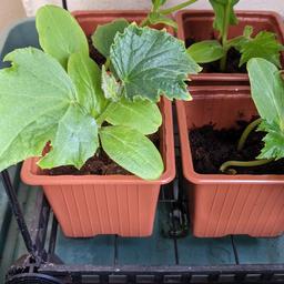 Organic Vegetable Plant 🌿
🫑🌶️🍅🍆🥒

Collection or can deliver/post at small cost.

Keep indoors or in a greenhouse until mid/late April until planting out 

Tomato cherry £2 🍅
Tomato other £2 🍅
Aubergine £2.50🍆
Cayenne pepper £2.50 🌶️
Garlic £1.50🌱
Onion white /red £1.50🌱
Peas £1.50🌿
Spinach £2🌿
Caugette £2.50
Cucumber £2.50
Pumpkin £2.50
Potatoes £2

Mint £2.50🌿
Basil £2.50🌿
Rosemary £3.50🌿
Thyme £2.50
Bay £2.50

Strawberry £2.50🍓

🌶️Grow Organic Vegetables 🍅🍆