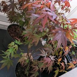 Stunning Red Maple 🍁 Japanese Acers
Each £45
Can deliver at small cost

Approx 70/80cm