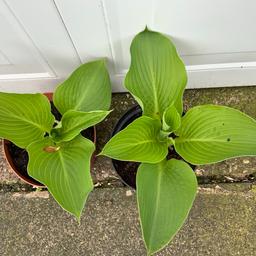 This is a large clump forming Hosta like a dinasour hence the name. Has massive jungle leaves. 1 plant gets to 2m wide x 1m high. Has varigated yellow and green leaves. Great in shady areas. (£8.50 a 2litre pot) Buyer must collect.