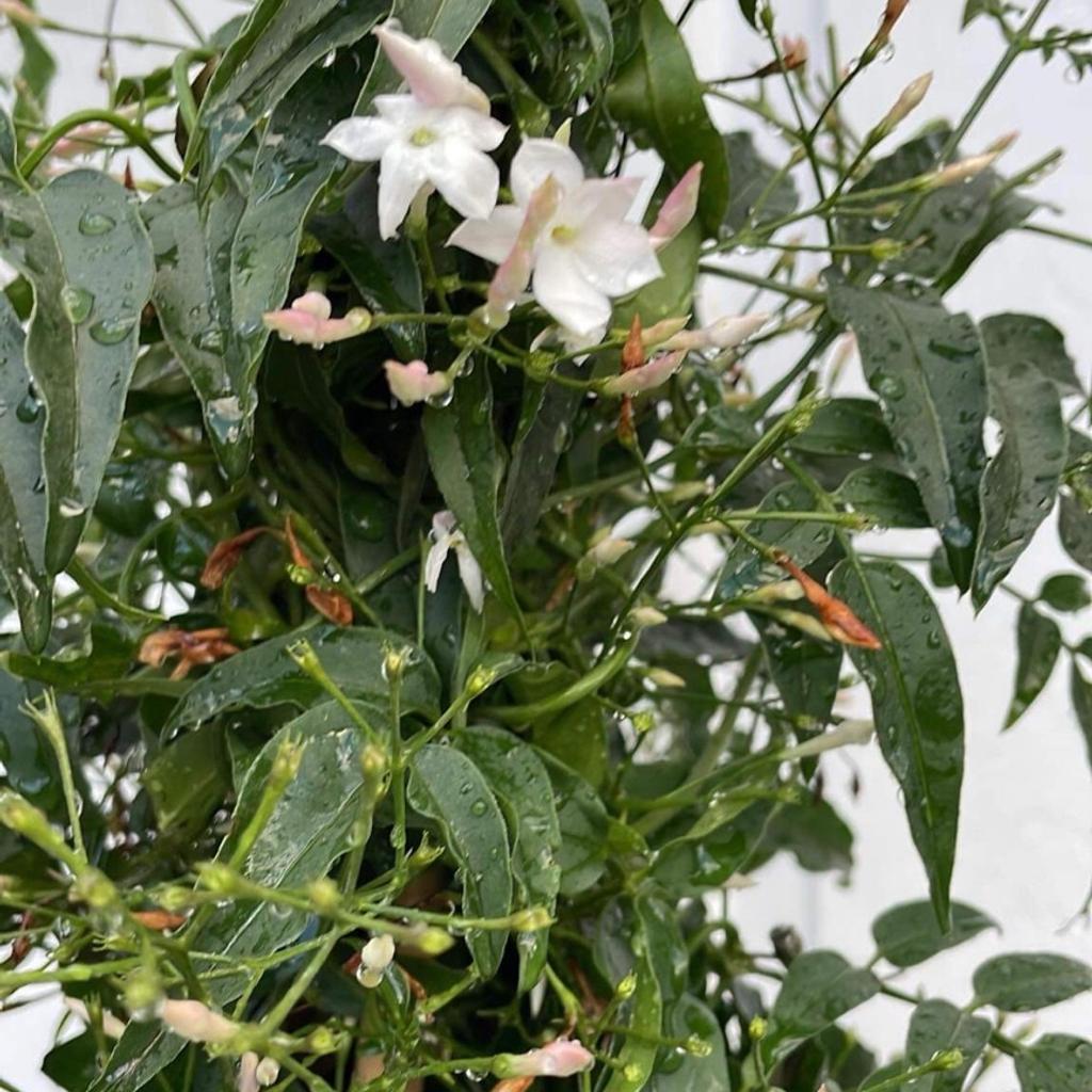Very fragrant hardy plant
Climbing , low maintenance
REPEAT FLOWERING
Collection E7