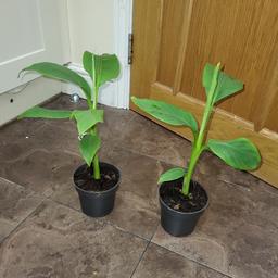 Musa basjoo banana plants currently 40cm tall. These are root hardy. £10 each. Collection from Leyton e10