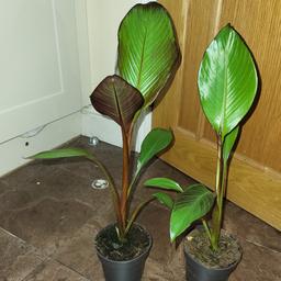 Ensete ventricosum maurelii red leaved banana plants currently 50cm tall. £12 each. Collection from Leyton e10