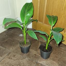 Musa Sikkimensis banana plants currently 40cm tall. £12 each. Collection from Leyton e10