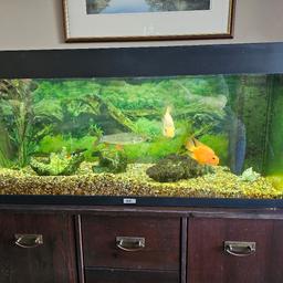 Juwel Rio 180 litre fish tank comes complete with filters, heater etc

Job lot if fish wanted

Open to offers

Collection only