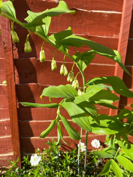 Buy & Sell West Midlands Walsall - Photos for Polygonatum - Solomon's Seal £2 a root 