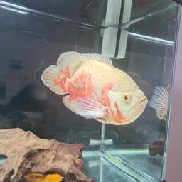 collection only just the 1 fish not tank Oscar nice fish needs bigger tank please call for address will need own transport for it bucket ect call 07596362635