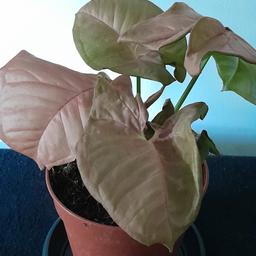Purpurtute - Syngonium Red Heart 
Pflanze hat eine Höhe inkl. Topf von ca 25cm.

Gerne auch Versand, dann zzgl 5€ mit Hermes, 5,50€ mit DHL

Privatverkauf, keine Garantie oder Rücknahme.