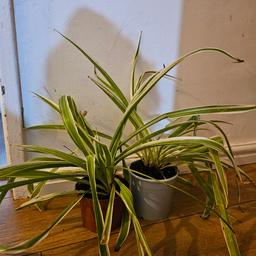 2 pack spider plants