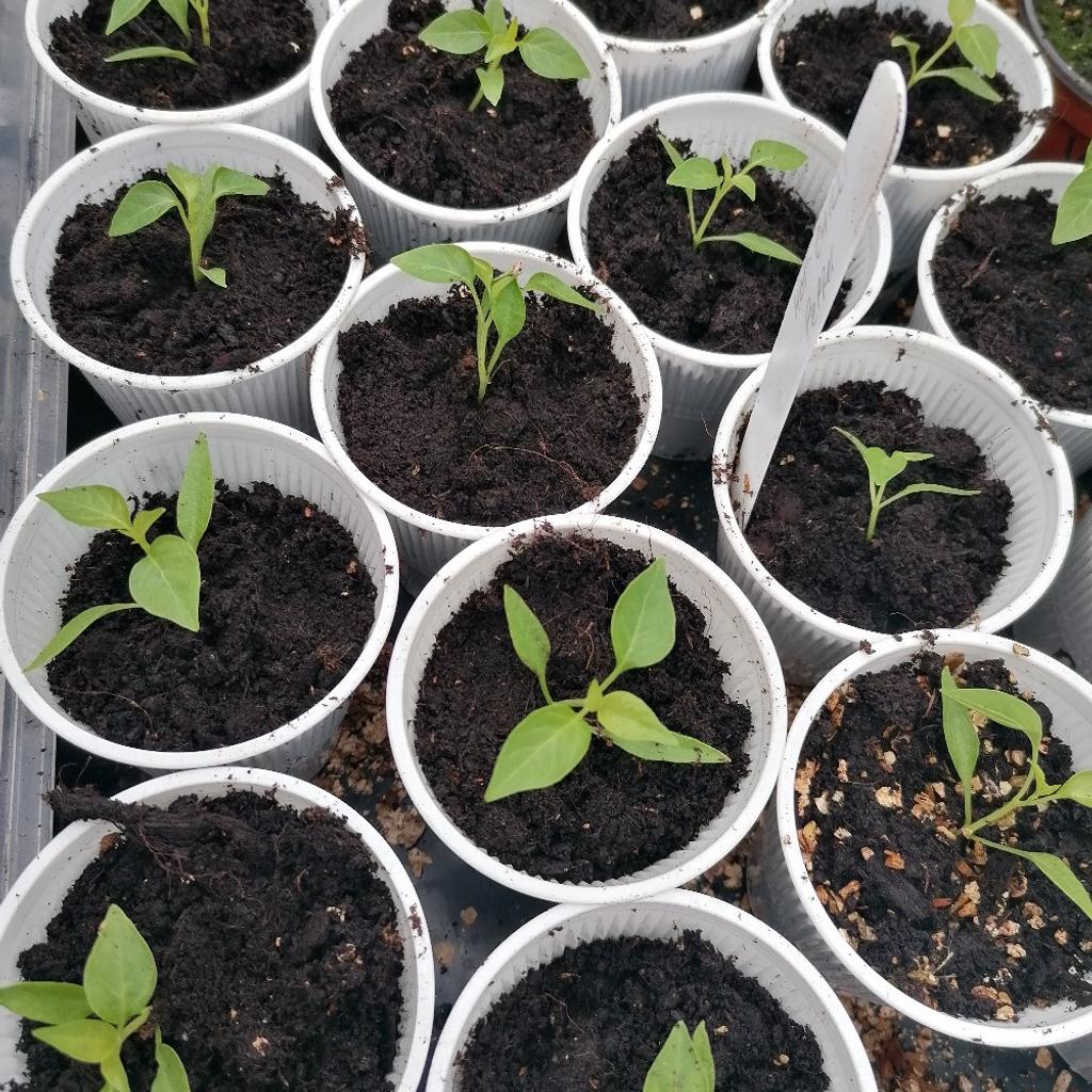 Priarie fire chilli plants.
Only small atm hence price.
No room in my greenhouse atm but as they get bigger the price will increase.
50p now but must be kept indoors in a warm sunny place
Hot chilli with good flavour
Netherton to view and collect
