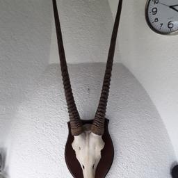 Verkaufe Oryx Antilopenhörner mit einer Hornlänge von 91 cm,

auf Trophäenschild.

Versand 7.-€