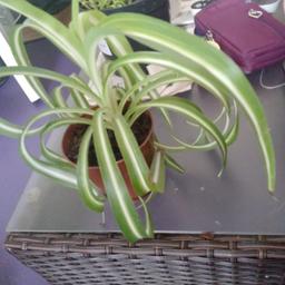 Comes as a potted plant. Taken  from healthy mother plant. Very easy to care for and to reproduce. I have 3 available. Price is for each plant.