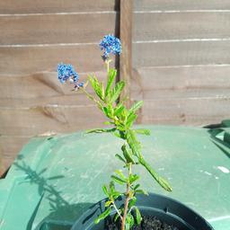 ceanothus plant.Small at the moment but plant it out and it will really grow fast.Lovely blue flowers that attract the bees
