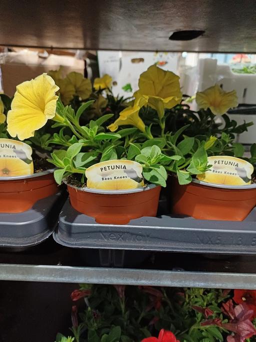 Buy & Sell West Midlands Birmingham - Photos for petunia plants available £3.50 per plant