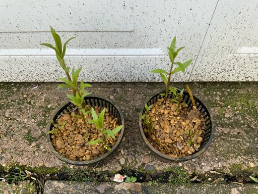 Buy & Sell West Midlands Birmingham - Photos for Pond or Bog plant Stachys Palustris