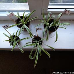 》£8 for all or mix n' match《
4 available. See photos. Collection from Edgware town centre HA8

Chlorophytum comosum 'Variegatum'