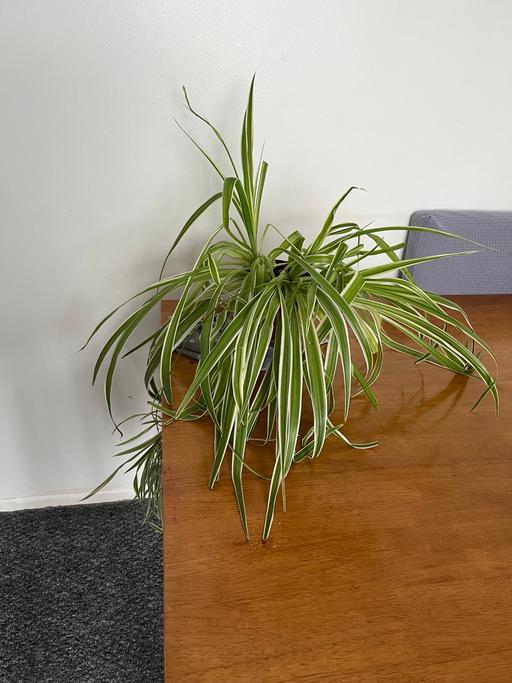 Buy & Sell South West London Streatham Common - South West London - Photos for Beautiful indoor spider plant collection only