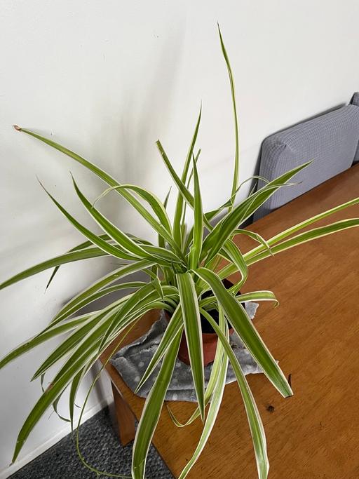 Buy & Sell South West London Streatham Common - South West London - Photos for Beautiful and healthy indoor spider plant