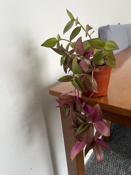 Buy & Sell South West London Streatham Common - South West London - Photos for Beautiful and healthy indoor plant