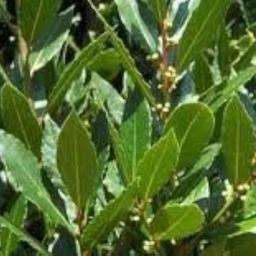 Fresh bay leaves for sale. Can be used in soups and stew, curries, to enhance flavour.