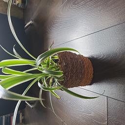 House spider plant. Comes with a pot, which is a bit uneven