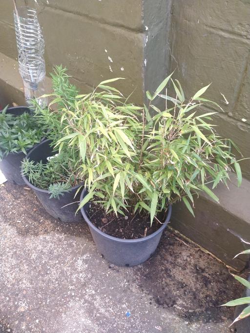 Buy & Sell East Sussex Hastings - Photos for Bamboo plant