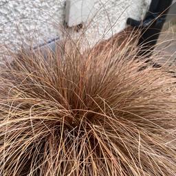 This sale is for ONE large pot of ornamental grass. The pot is including.

Carex Comans Bronze Ornamental Grass. This type of grass has stunning golden and brown colour and will be the same colour all year round. Perfect for softening the style in a modern garden or as a lovely addition to a cottage style garden. 


