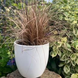 Carex Comans Bronze Ornamental Grass. This type of grass has stunning golden and brown colour and will be the same colour all year round. Perfect for softening the style in a modern garden or as a lovely addition to a cottage style garden. 


Please note that the white pot is not included. It will be sold in a plastic plant pot.