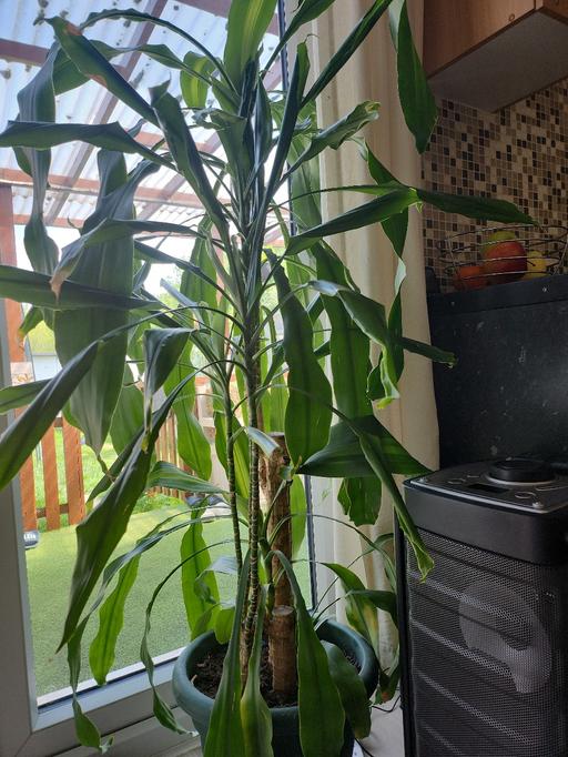 Buy & Sell Barking and Dagenham Dagenham - Barking and Dagenham - Photos for corn plant dracaena