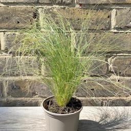Selling these Stipa in 2ltr pots. 
can post for extra price.