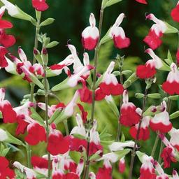 Salvia hot lips plants in big pots.

The aromatic Salvia Hot Lips is a hardy perennial plant. 
Rosettes of broad leaves surround erect stems, which bare colourful red flowers with gorgeous white tips and a gorgeously strong fragrance. These long flowers last throughout the summer months. Ideal choice for attracting butterflies and other pollinators into the garden. Height 1-1.3m

2 pots available.


collect only from b30 2xu.

thank you
