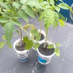 Organic grow tomato plants, marmalade variety