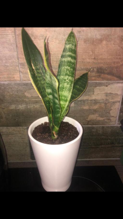 Buy & Sell West Yorkshire Kirklees - Photos for SNAKE PLANTS / MOTHER-IN-LAW TONGUE PLANTS