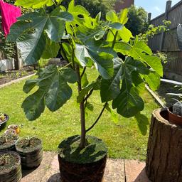 2 large Fig Trees 70 in tall healthy each £25