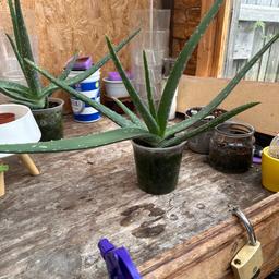 Aloe Vera plant healthy