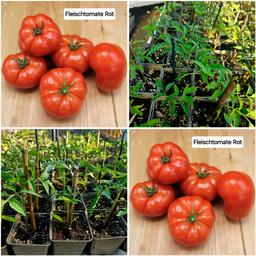 Tomaten Pflanzen

Gesunde, Schädlingsfreie, wuchsfreudige Tomaten Pflanzen...
Unsere Gemüsepflanzen sind alle per Hand und mit viel Liebe erzogen worden...
Reine Biologische Pflanzen OHNE Chemie!!!!

》Ochsenherz Tomaten Rot - €3,-/ Stk
》Rispen/ Salat Tomaten Rot - €3,-/ Stk.
》Bisonherz Tomaten Rot - €3,-/ Stk.
》Eiertomaten Rot - €3,-/ Stk.
》Coctailtomaten Rot - €3,-/ Stk.
》Fleischtomaten Rot - €3,-/ Stk.

Abholung nach Vorbestellung und Terminvereinbarung in Regau