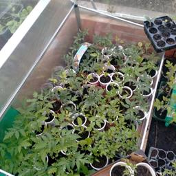 Organic grow vegetables plants. Tomatoes, cucumbers, aubergine, courgette, butternut squash, peas, broad beans, sweetcorn, peppers, chillies, strawberries and herbs. Small plant £1, big £2