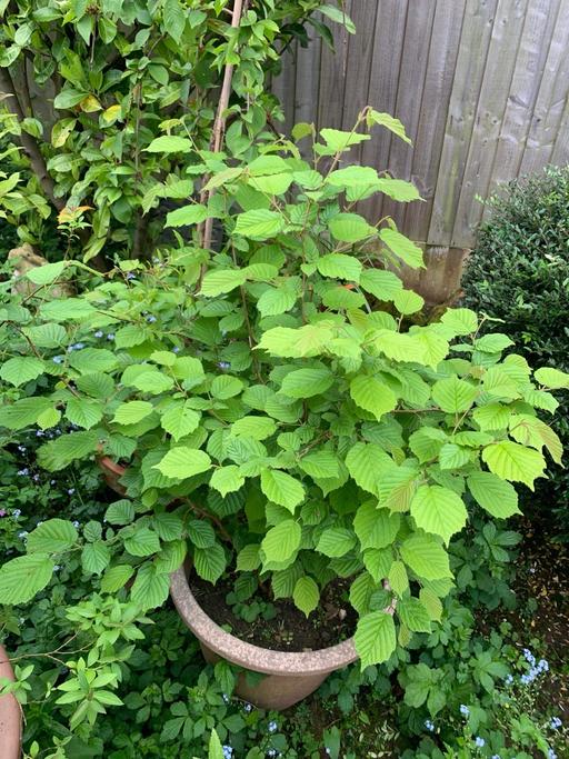 Buy & Sell Nottinghamshire Rushcliffe - Photos for 50”high lovely witch Hazel bush in planter