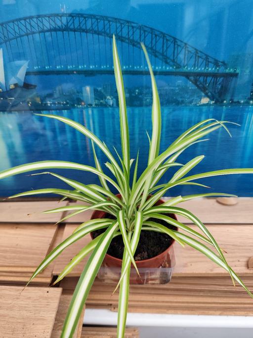 Buy & Sell West Midlands Birmingham - Photos for 1x spider plant £5