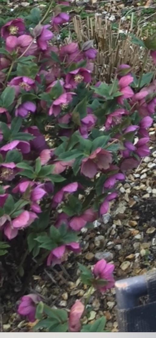Buy & Sell Rednal Birmingham - Photos for Large Pink Hellebore Plant