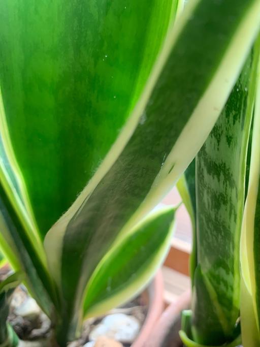 Buy & Sell East London Redbridge - Photos for One house plant