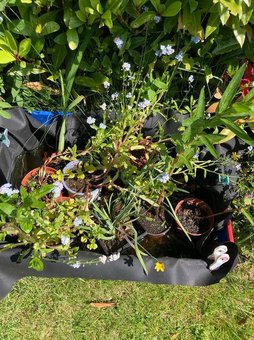 Buy & Sell Worcestershire Bromsgrove - Photos for Pond plants